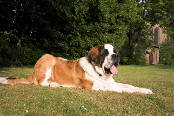 Getting a puppy of one of the giant breeds What to consider Friends animals